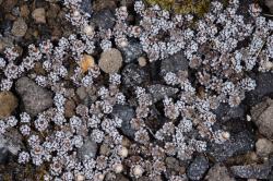 Image: P.B. Heenan © Landcare Research 2015 